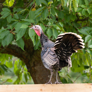 Christmas Free range Bronze Turkey