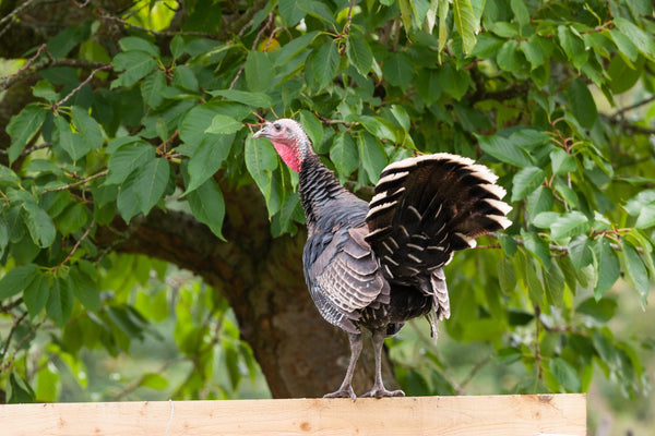 Christmas Free range Bronze Turkey